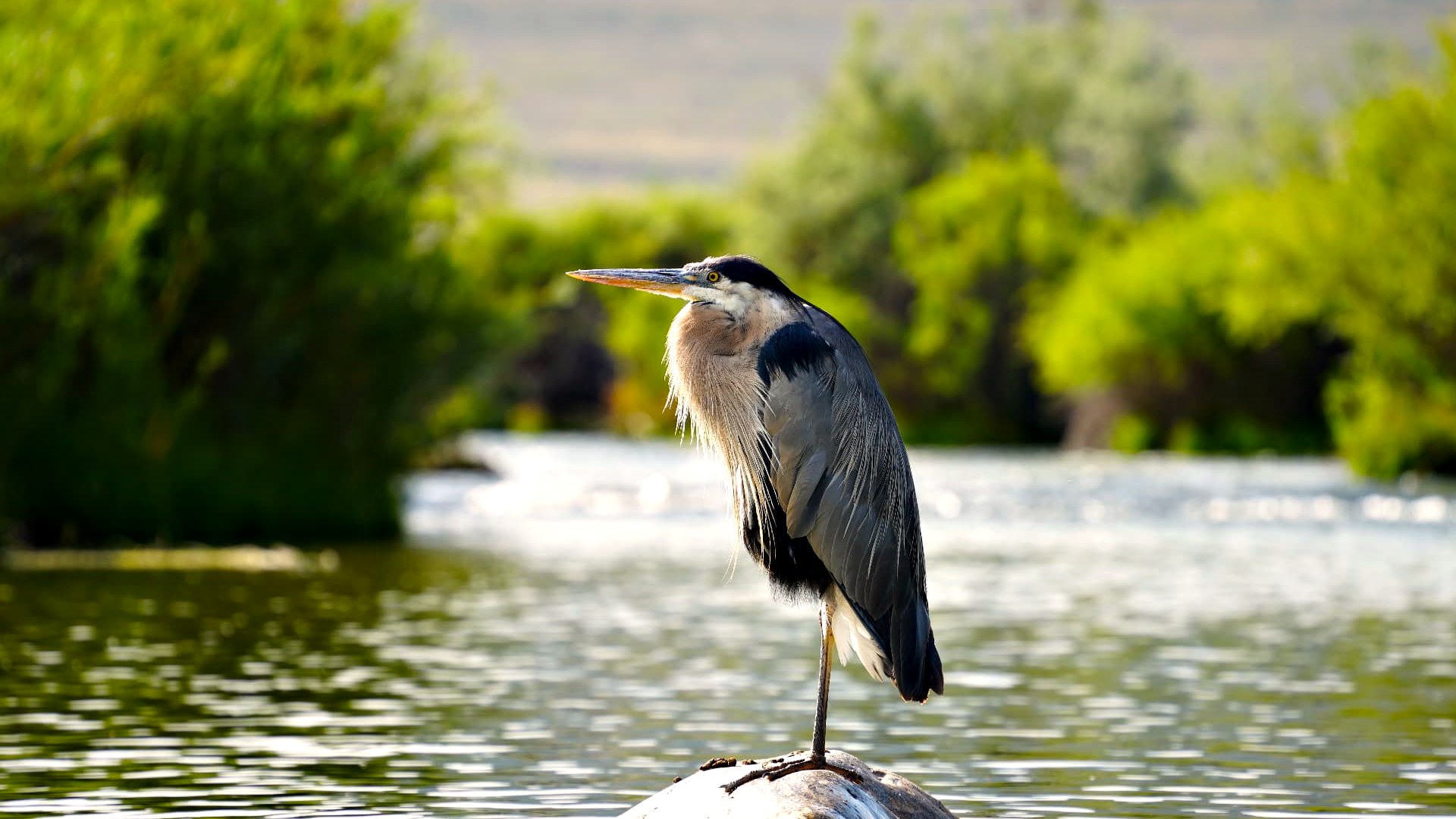 A great blue heron along the Big Thompson River