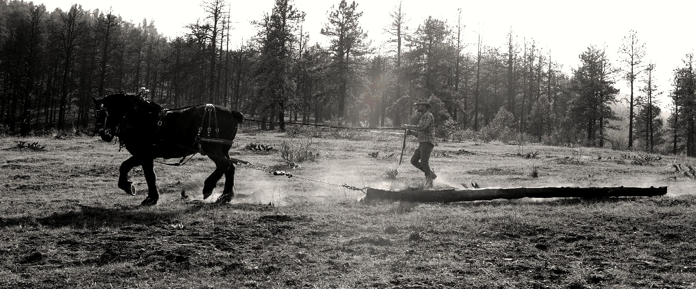 A draft horse and handler skidding a log across a meadow at Heart-J Center, hand-powered forest restoration work